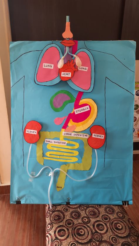 Human body project model for kids Function Of Lungs, Human Body Outline, Digestive System Model, Digestive System Diagram, Lungs Drawing, Human Body Projects, Biology Diagrams, Excretory System, New Year Rangoli