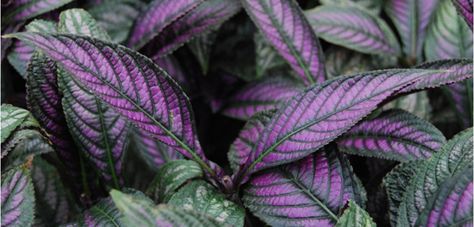 Persian Shield | Costa Farms Plants That Repel Bugs, Persian Shield, Outdoor Gardens Landscaping, Chicago Botanic Garden, Plant Ideas, Sandy Soil, Landscape Designs, Drought Tolerant Plants, Pretty Plants