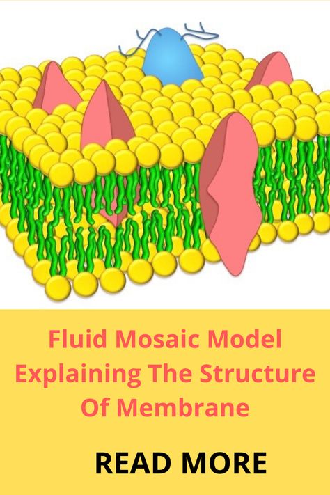 Fluid mosaic model refers to a cell membrane which has a characteristic of two dimensional liquid with mixed composition. Fluid Mosaic Model Of Cell Membrane, Structure Of Cell, Fluid Mosaic Model, Cell Organelles, Membrane Structure, Cell Structure, Cell Wall, Sample Paper, Cell Membrane