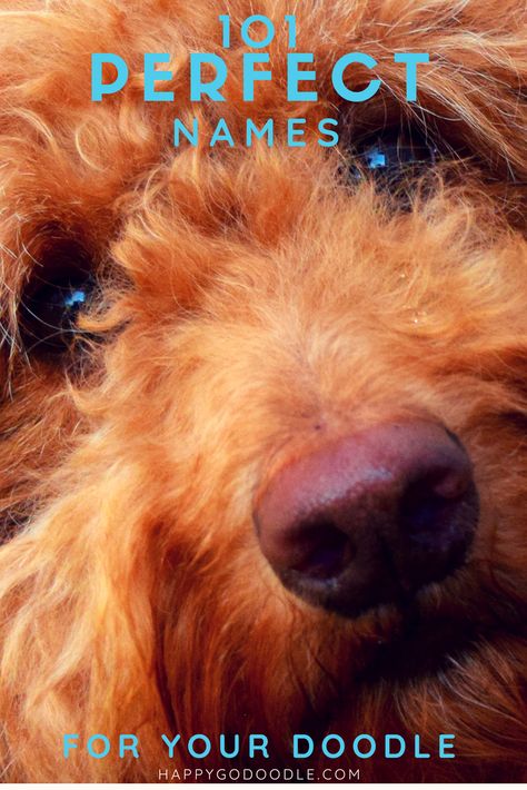 Close-up of red goldendoodles face and title 101 perfect goldendoodle names Red Hair Dog, Goldendoodle Names, Doodle Dog Breeds, Red Goldendoodle, Mini Labradoodle, Poodle Mix Breeds, New Puppy Checklist, Girl Dog Names, Doodle Dogs