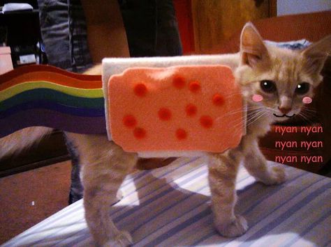 20 Super DIY-able Costumes For Cats | Cuteness Homemade Animal Costumes, Nyan Cat Costume, Costumes For Cats, Diy Pet Costumes, Cute Cat Costumes, Chat Diy, Chat Halloween, Game Mode, Cat Halloween Costume