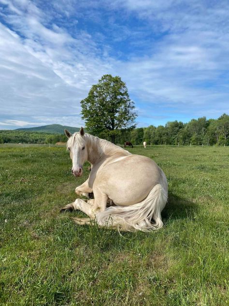 Horse From Behind, Sleeping Horse, Horse Laying Down, Kwpn Horse, Pregnant Horse, Aussie Cattle Dog, Animal References, Custom Horse, Forest Art