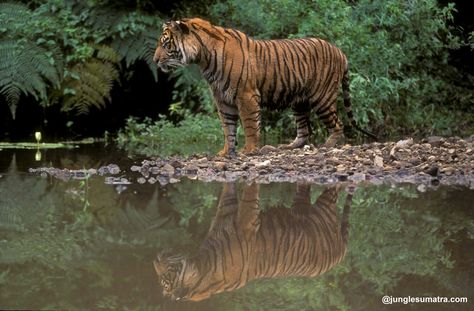 Sumatran Tiger. The Gunung Leuser National Park, is Home of Them.. Start Your Adventure Expediton to See a foot print a Tiger. Gunung Leuser National Park, North Sumatra, Sumatran Tiger, Foot Print, Endangered Animals, Beautiful Images Nature, A Tiger, Beautiful Images, National Park