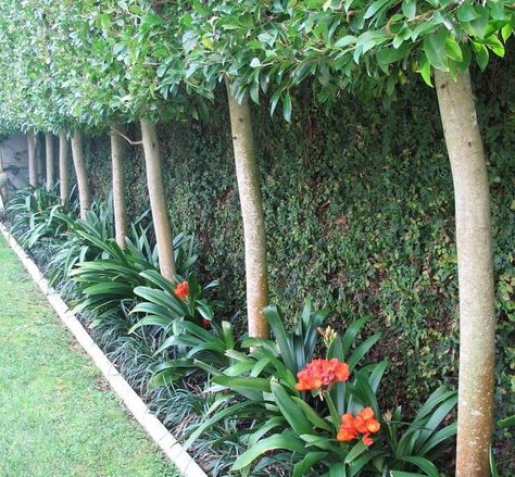 Clivia provide winter colour and Ficus pimula covers fences behind pleached trees Clivia Plant, Pleached Trees, Clivia Miniata, Garden Background, Tropical Garden Design, Garden Vines, Backyard Pool Landscaping, Backyard Garden Design, Tropical Landscaping