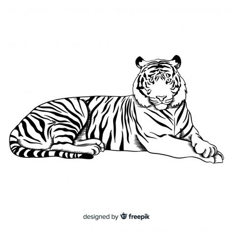 Tiger Stretching Tattoo, Tiger Outline, Tiger Background, Tiger Sketch, Le Tattoo, Tiger Vector, Tiger Tattoo Design, Tiger Drawing, Tiger Art