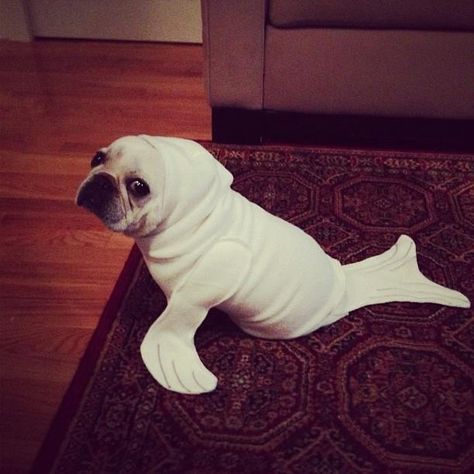 Ladies and gents, meet Beluga the seal-pup - Imgur Anjing Pug, Anjing Bulldog, Dogs Pics, Pretty Dog, Dog Video, Seal Pup, Dogs Small, Francia Bulldog, Pet Halloween Costumes