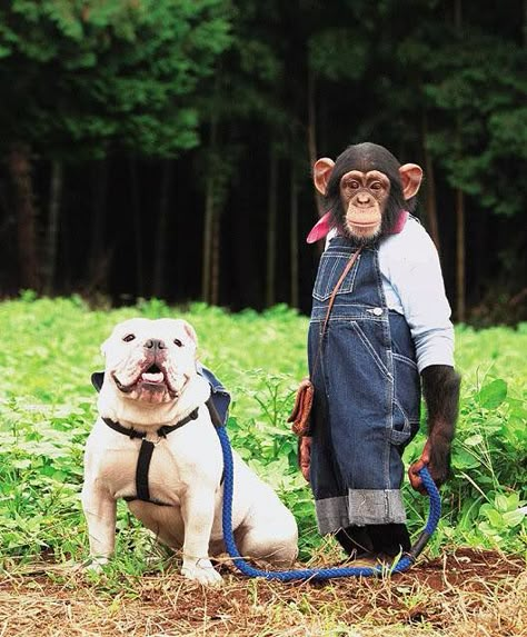 Pan-Kun and James Human Things, Unlikely Friends, Monkey Pictures, Animals Friendship, Monkeys Funny, Cute Monkey, Funny Animal Pictures, Animal Photo, English Bulldog