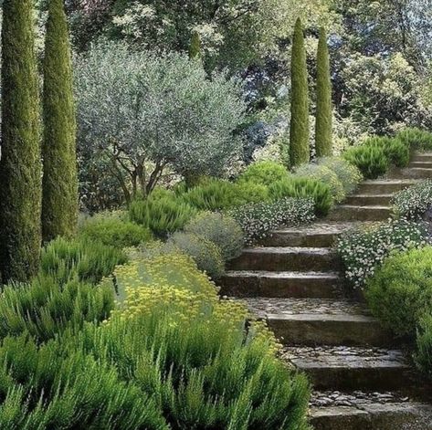 Suivez @absentley et profitez davantage de Tumblr en vous inscrivant immédiatement ! Mediterranean Garden Design, Provence Garden, Tuscan Garden, Mediterranean Landscaping, Dry Garden, Garden Steps, Mediterranean Garden, French Garden, Garden Landscape Design