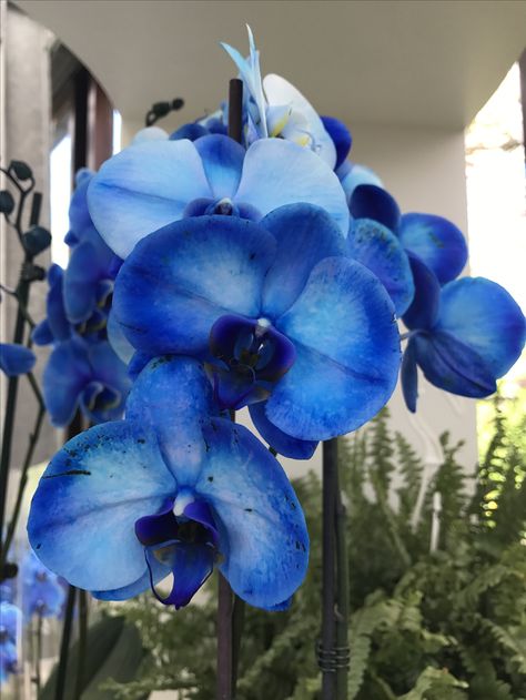 Blue Orchid Blue Orchid Flower, Orchid Blue, Orchid Tree, Flora Garden, Healing Journaling, Everything Is Blue, Hydrangea Garden, Blue Orchids, Favorite Flower