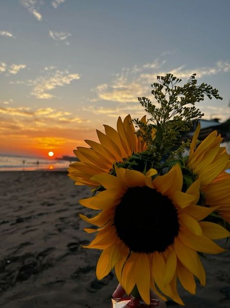 Sunset Sunflower, Growing Sunflowers, Sunflower Wallpaper, Sunset Photography, Beach Pictures, Sunflower, Bible, Sun, Flowers