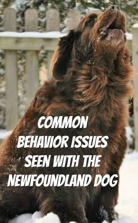 10 Common Behavior Issues Seen With The Newfoundland Dog - mybrownnewfies.com #newfoundland #newfie #newfoundlanddog Newfoundland Dog Names, Newfoundland Puppy Brown, Landseer Newfoundland Dog, Newfoundland Dog Funny, Brown Newfoundland Dog, Newfoundland Dog Puppy, Sweet Disposition, Newfoundland Puppies, Newfoundland Dogs