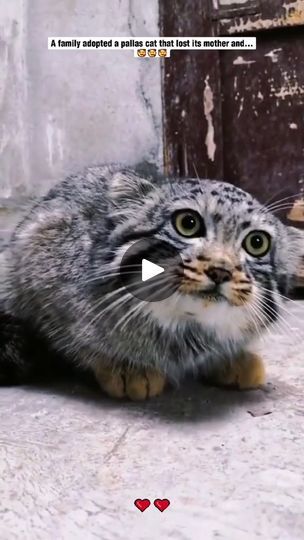 Pallas Cat, Pallas's Cat, Adoptive Family, Beautiful Animals, Animals Beautiful, Animal Rescue, Bread Recipes, A Family, Cats And Kittens