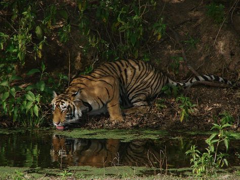 Royal Bengal Tiger, Jungle King, Tiger Photography, Save The Tiger, Tiger Artwork, Tiger Love, Wildlife Reserve, King Of The Jungle, Wildlife Park