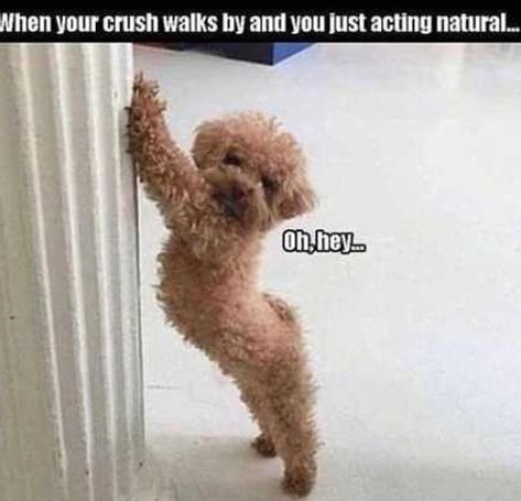 14 Funny Poodle Memes That Will Make Your Day! | Page 2 of 3 | PetPress Funny Koala, When Your Crush, Quotes Friendship, Friendship Humor, 웃긴 사진, Have A Laugh, Funny Animal Memes, Your Crush, Life Humor