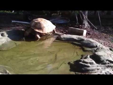 Tortoise Water Bowl, Sulcata Enclosure, Tortoise Pond, Farm Goals, Turtle Room, Red Footed Tortoise, Tortoise House, Tortoise Enclosure, Tortoise Habitat