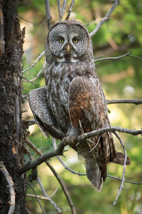 Great Gray Owl, Awesome Owls, Owl Photography, Grey Owl, Pictures Of Animals, Great Grey Owl, Owl Photos, Hoot Owl, Gray Owl