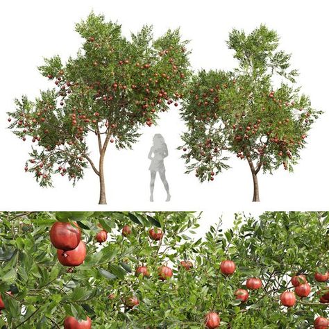 Pomegranate Tree, Tree Cut Out, Plant Texture, Tropical Africa, Pomegranate Fruit, Landscaping Plants, Pomegranate, Plants