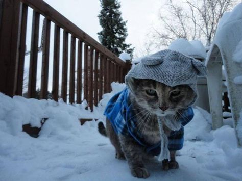 When you're already over winter: Canadian Cat, Sick Cat, Koci Humor, Neko Cat, Image Chat, Cat Travel, Outdoor Cats, Wild Things, Grumpy Cat