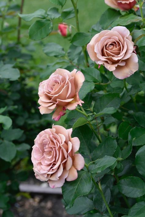 Landscaping With Roses, Flower Garden Plans, Colored Roses, California Garden, Simple Rose, Lavender Plant, David Austin Roses, David Austin, Lavender Roses