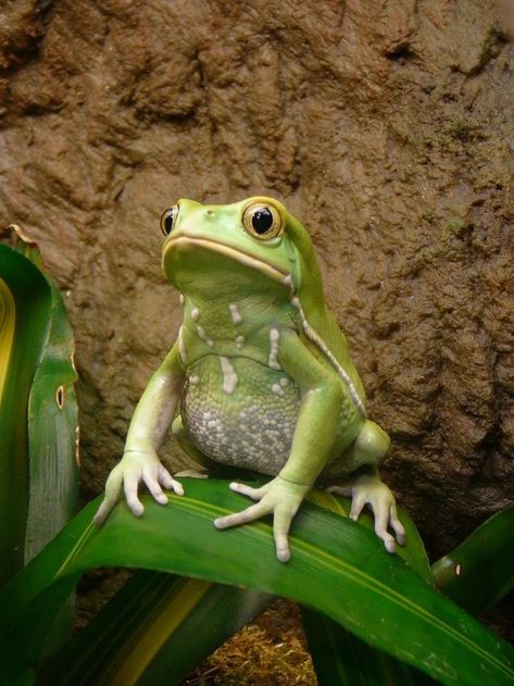 Frog Reference, Frog Photography, Amazing Frog, Nature Museum, Funny Frogs, Tree Frog, Green Frog, A Frog, Frog And Toad