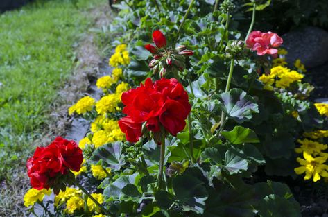 Geraniums are popular for their bright and sometimes fragrant flowers, but they bring with them the extra bonus of being especially good companion plants. Learn more about companion planting with geraniums and what to plant with geraniums in this article. Geranium Garden Flower Beds, What To Plant With Geraniums In Pots, Geranium Companion Plants, Rozanne Geranium, Beginner Garden, Smart Gardening, Growing Thyme, Geraniums Garden, Companion Gardening