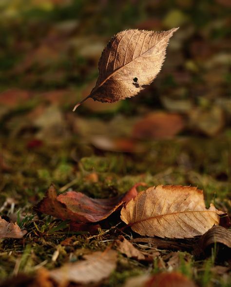 Falling leaves Music Violin, The Last Leaf, O Henry, Levitation Photography, Leaf Photography, Leaf Images, Language Translation, Beautiful Flowers Wallpapers, Cute Photography