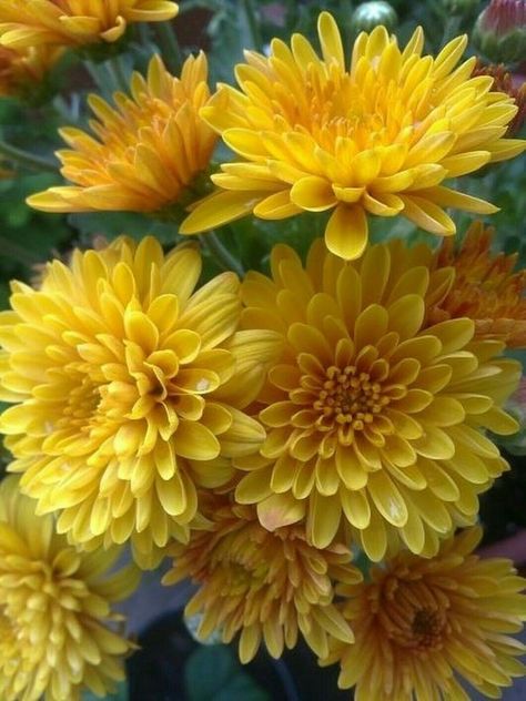 Parts Of A Flower, Flower Pins, All Flowers, Chrysanthemum, Love Flowers, In The Garden, Painting Inspiration, Yellow Flowers, Flower Painting