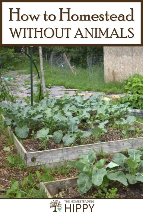 Anyone can have the mind of a homesteader, even without animals. These steps will give you the tools to becoming more self sufficient! #homesteading #skills #gardening