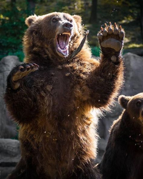 Kodiak Brown Bear, Bear Spirit Animal, Kodiak Bear, Angry Animals, Angry Bear, Wild Animals Photography, Bear Tattoos, Scary Animals, Brown Bears