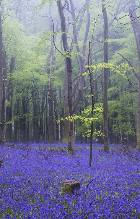 Violet Field, Blue Bell Woods, Fantastic Fungi, Foggy Landscape, Nice Painting, Bluebell Woods, Spring Forest, Landscape Art Print, Spring Aesthetic