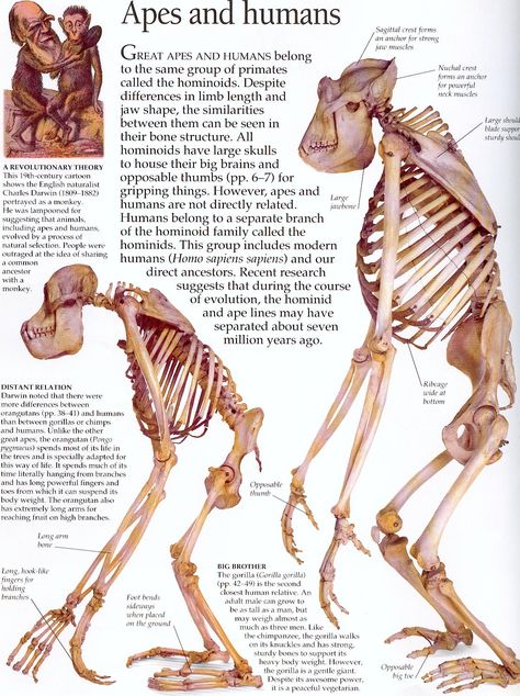 ape and orangutan skeletons Ape Skeleton, Ape Anatomy, Orangutan Anatomy, Monkey Anatomy, Orangutan Art, Animal Anatomy, Silverback Gorilla, Animal Skeletons, Early Humans