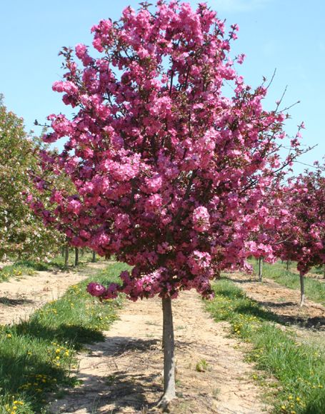 Crab Apple Tree - for the front yard Crab Apple Tree, Trees For Front Yard, Crabapple Tree, Ornamental Trees, Crab Apple, Patio Landscaping, Fruit Garden, Garden Trees, Apple Tree