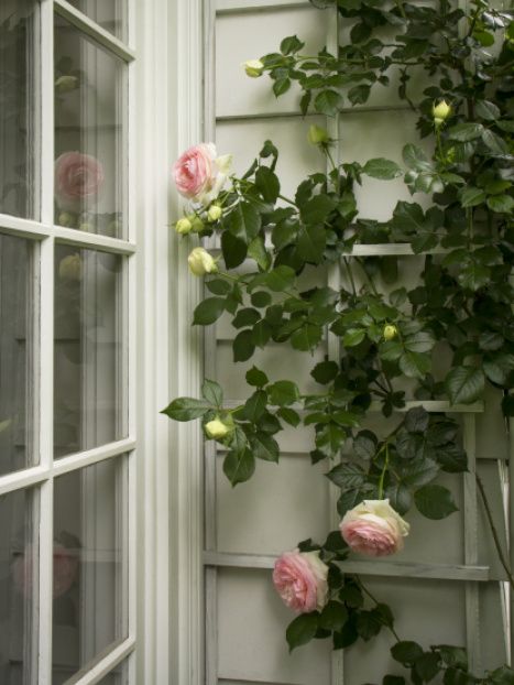 White Climbing Roses, Rose Plant Care, Monrovia Plants, Rose Trellis, Rose Rise, Austin Rose, Plant Catalogs, Shrub Roses, Plant Aesthetic