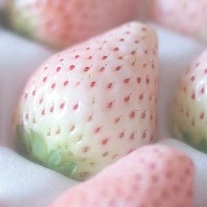 aesthetic pastel strawberries Pink Strawberries, Tout Rose, White Strawberry, Tickled Pink, Everything Pink, Pretty Pastel, Clueless, Pink Love, Pastel Aesthetic