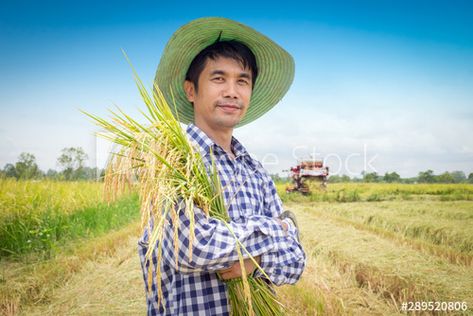 Asian Young farmer happy harvest paddy rice in a green rice field and blue sky - Buy this stock photo and explore similar images at Adobe Stock | Adobe Stock Modern Farmer, Young Farmers, Green Rice, Happy Harvest, Rice Field, Adobe Stock, Farmer, Blue Sky, Rice