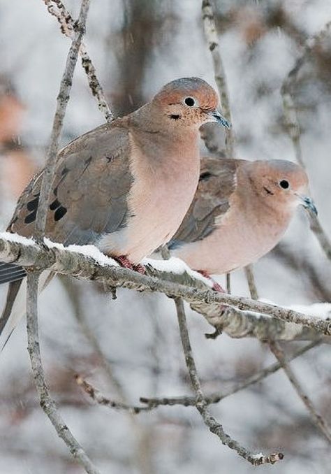 We had a pet mourning dove, Lonesome Dove, for over 14 years. The dove's call is one of the most soothing, mellow, and beautiful in the entire Bird Kingdom. This from a drab little creature. Notice how most birds with spectacular plumage have harsh and grating voices. Love birds, parrots, and cockatiels may be popular pets, but they have noisy and super-irritating shrieks! Dove Pigeon, Two Birds, Backyard Birds, Pretty Birds, Colorful Birds, Back To Nature, Small Birds, Birdhouse, Bird Watching