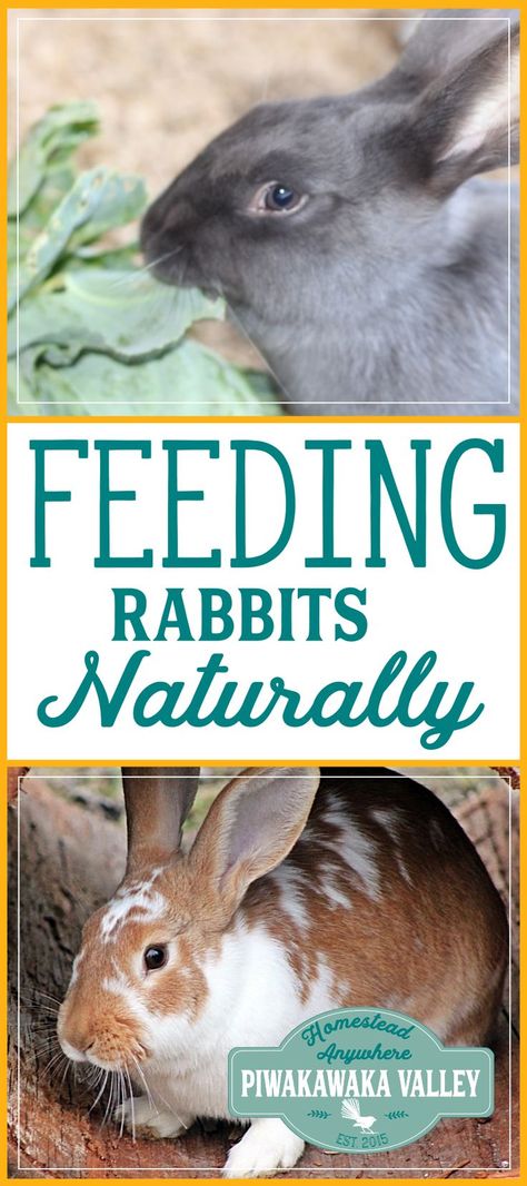 Safe foods for rabbits a comprehensive list for feeding your rabbits with out using pellets. #rabbits #meatrabbits #homestead Rabbit Knowledge, Vegan Homestead, Farm Rabbits, Homestead Rabbits, Rabbit Colony, Meat Rabbits Breeds, Rabbit Tips, Rabbit Pellets, Raising Rabbits For Meat