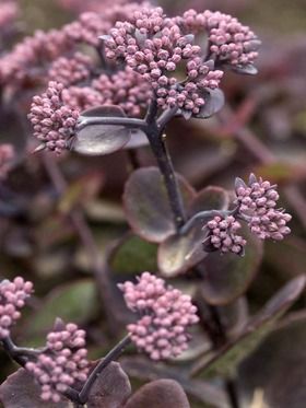 Sedum Turkish Delight: 4-6"; Full Sun, Half Sun/Half Shade. Burgundy Foliage, Sedum Plant, Black Walnut Tree, Sun Loving Plants, Daffodil Bulbs, Sun Perennials, Turkish Delight, Flowering Plants, Perfect Plants