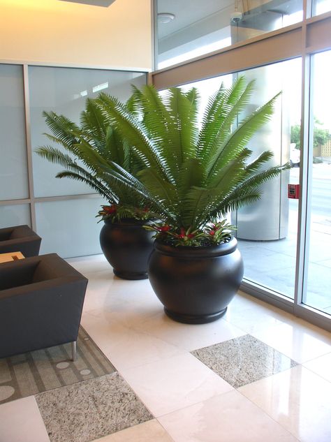 cycad, dioon spinulosum  in black matte Gainey ceramic aegean containers neoregelia bromeliads Front Garden Decor, Dioon Spinulosum, Neoregelia Bromeliads, Outside Planters, Palm Trees Landscaping, Interior Design Plants, Urban Garden Design, Elevated Gardening, Potted Plants Outdoor