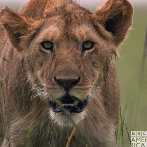 serious sir david attenborough GIF by BBC America - Find & Share on GIPHY Lion Gif, Lions Face, Lion Africa, Animal Movement, David Attenborough, Lion Face, Nat Geo, Out Of Africa, January 19