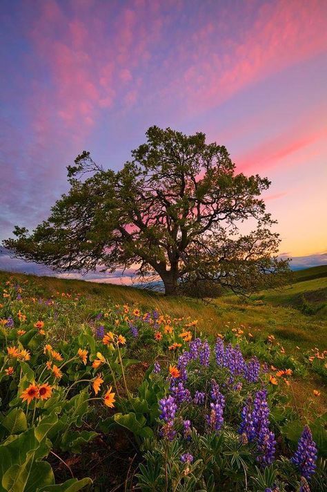 Desain Lanskap, Pretty Landscapes, Places In The World, Images Esthétiques, Pretty Sky, Breath Of Fresh Air, Beautiful Places In The World, Alam Yang Indah, Alam Semula Jadi