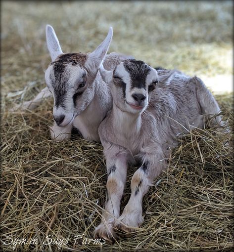 Join us in the Goat Barn for a full 60 minutes of therapeutic and relaxing Baby Goat Snuggles. Sit back, take a deep breath in and let go of the week's stress. Laugh as the babies jump all around you (and sometimes on you!) Sit quietly and one may just curl themselves up in your lap for their morning/afternoon nap. Watch the momma goats nurse and care for the little ones. Owners, Liz & Aaron will also be available to answer questions regarding life on the farm, goat care, health, differences Cottage Animals, Goat Fencing, Weird Dogs, Goat Pet, Cute Animals Videos, Goat Fence, Cute Animal Character, Goat Picture, Goat Care