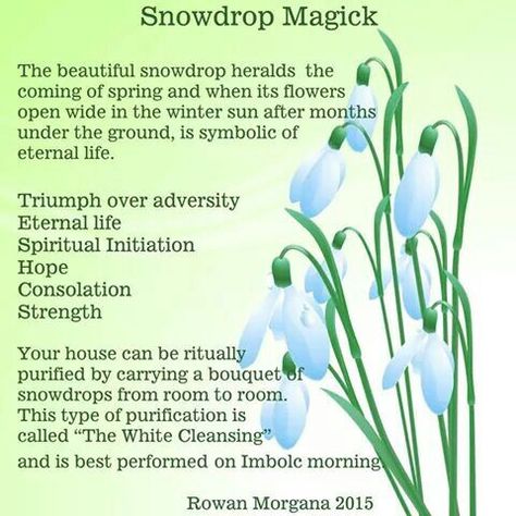 Snowdrop magic Snowdrop Fairy, Snow Drops Flowers, Magic Journal, Snow Tattoo, This Magic Moment, Flower Magic, Snow Drop, Snow Drops, Plant Magic