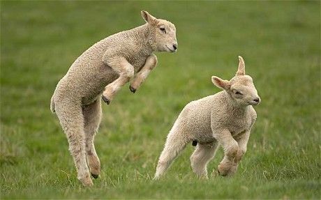 Oc Moodboard, Sheep Farming, Animals Playing, Baby Sheep, Merino Sheep, Baby Lamb, Sheep And Lamb, Yorkshire Dales, Baby Goats