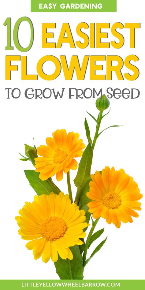 Planting Flowers From Seeds, Fast Growing Flowers, Easy To Grow Flowers, Easiest Flowers To Grow, Seeds Planting, Grow From Seed, Flowers To Grow, Planting For Kids, Easy Flowers