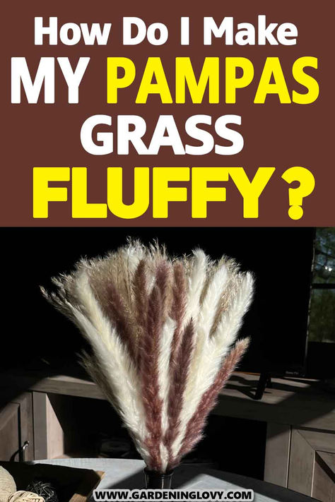 Pampas grass is exquisite, tall grass with feathers giving it an ornamental value. The big plumes of the specie go up to the height of 12 feet, and the fluffier it is, the more beautiful it looks. Check this post to know how to make pampas grass fluffy. How To Dry Out Pampas, Pampas Grass Planting, How To Dye Pampas, How To Fluff Pampas, Pompus Grass Drying, Grass Wreath, Pond Plants, Go Up, Pampas Grass