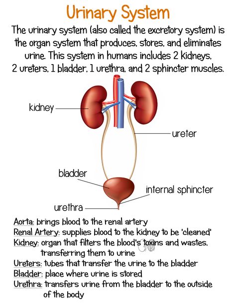 Excretory System, Learn Biology, Sistem Pencernaan, Urinary System, Nursing School Motivation, Study Biology, Basic Anatomy And Physiology, Nurse Study Notes, Nursing Student Tips