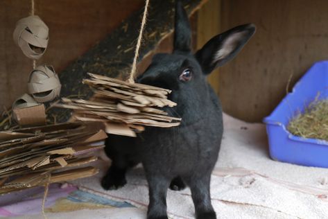 Bunny Enrichment, Diy Bunny Toys, Wild Rabbits, Guinea Pig Diy, Bunny Diy, House Bunny, Pet Rabbit Care, Diy Bird Toys, Rabbit Ideas