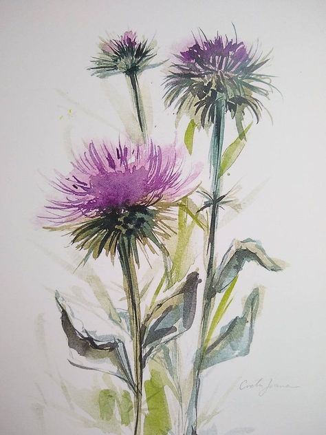 Watercolor Thistle, Plant Wildflowers, Thistle Art, Thistle Painting, Thistle Plant, Thistles Art, Flower Of Scotland, Scottish Flowers, Purple Thistle