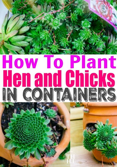 How to plant and grow hens and chicks in containers and pots. Not only are they easy to grow, they're cold tolerant, and require little attention. #HensandChicks #Gardening #TheHowToHome Hen And Chicks Planting Ideas, Hens And Chicks Succulent, Diy Planters Indoor, Wood Succulent Planter, Hen And Chicks, Succulent Planter Diy, Succulent Garden Indoor, Succulent Garden Diy, Container Gardening Flowers